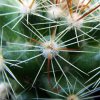 Mammillaria_ limonensis _R1620 _03